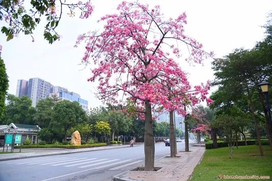 花乡人口_花乡奥莱村品牌分布图