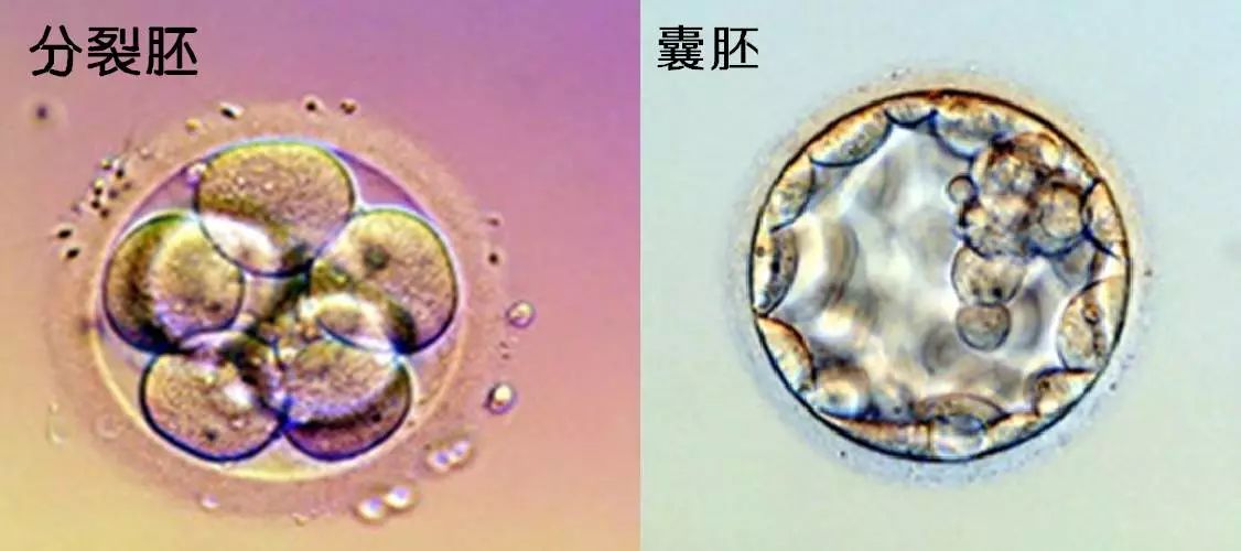 锦江生殖科普深度解析鲜胚冻胚囊胚的定义和成功率差异