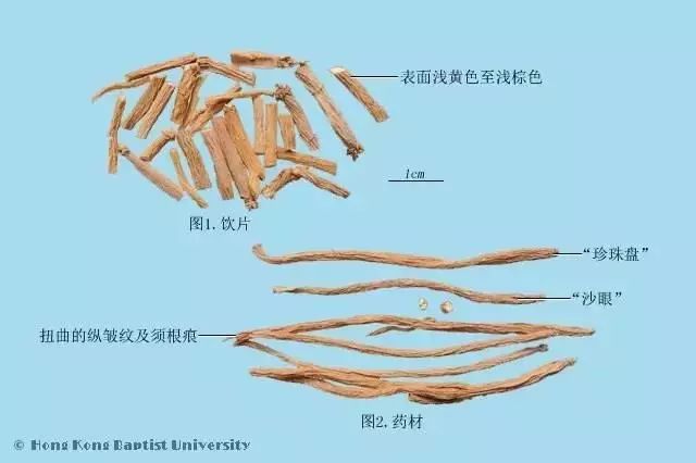 每天最少学一味中药-银柴胡