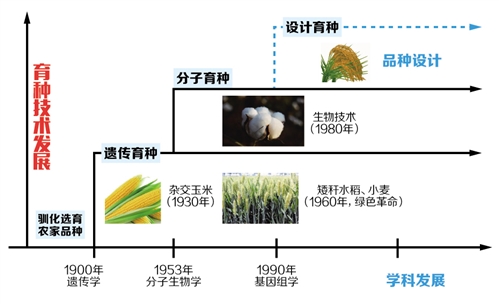 分子设计圆了"超级水稻"梦