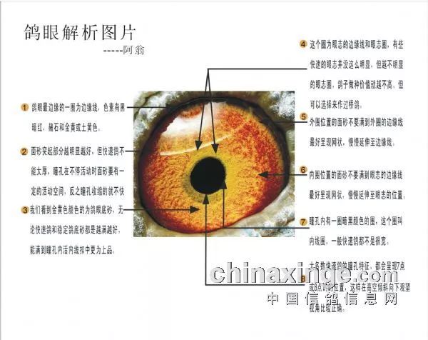 一般在北方平原对比赛鸽子的内线口和眼