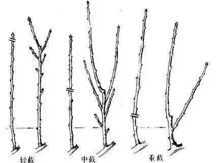 果树修剪小技巧!