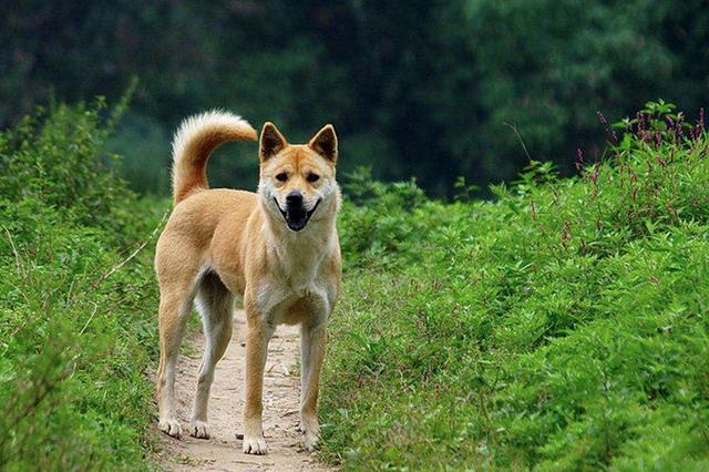 正文  中华田园犬是土狗的统称,北方有的地方又叫"柴狗",昵称大黄