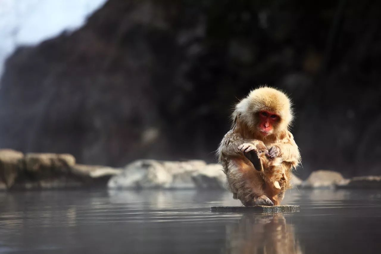 北海道的猴子泡温泉避寒 模样憨态可掬 表情销魂|地狱谷|泡温泉|猕猴_新浪新闻