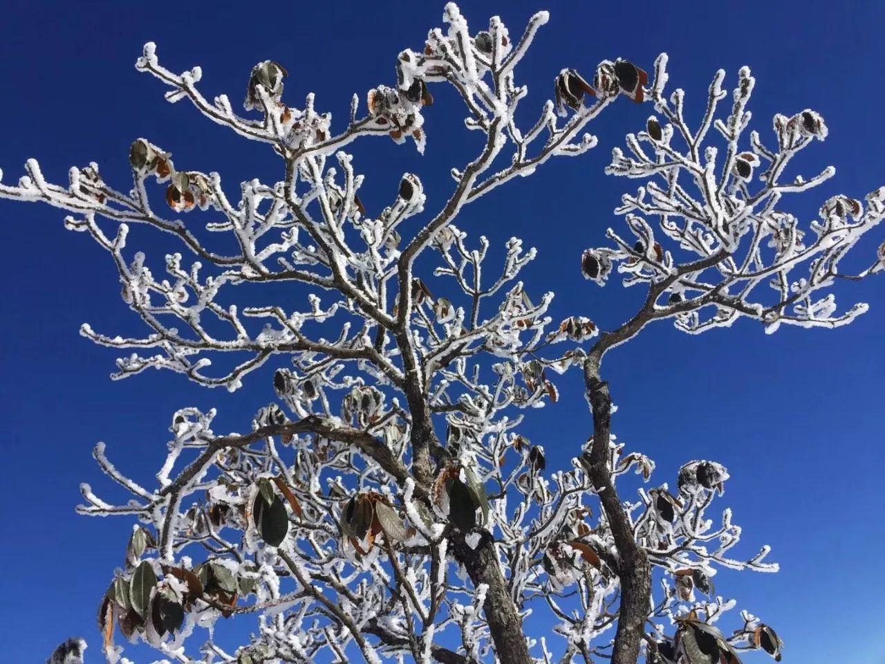 树上都挂满了厚厚的雪