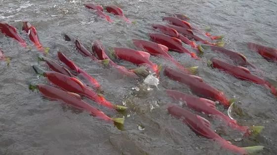 海底探秘|让鲑鱼飞一会儿