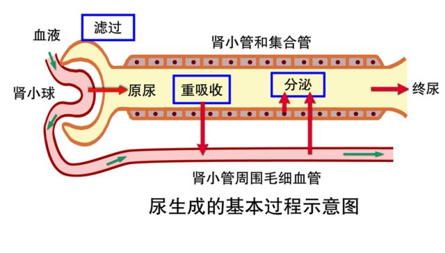 浅谈常见利尿降压药物