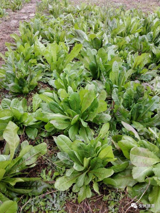 可直接食用,也是中药的饲草——菊苣