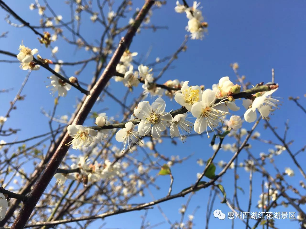 这里的梅花已开成一片香雪海