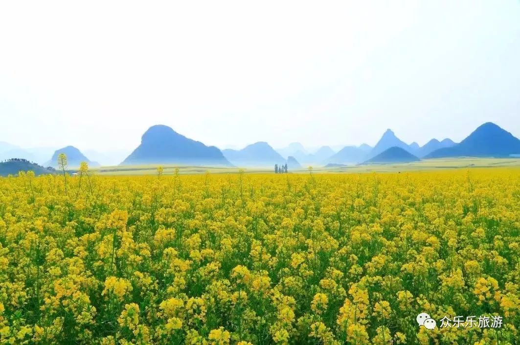 >>>> 云南 罗平油菜花 最美的春天一定有花开,最美的早春一定在罗平