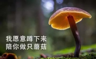 在你难过的时候,我愿意蹲下来陪你做一颗蘑菇