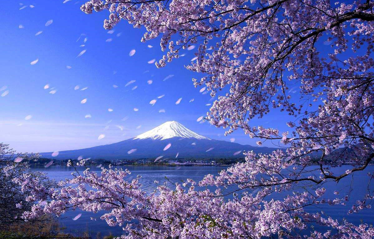 独家线路·樱您而来--日本8天7晚樱花摄影之旅(确定成团，现在还有少量名额)_搜狐旅游_搜狐网