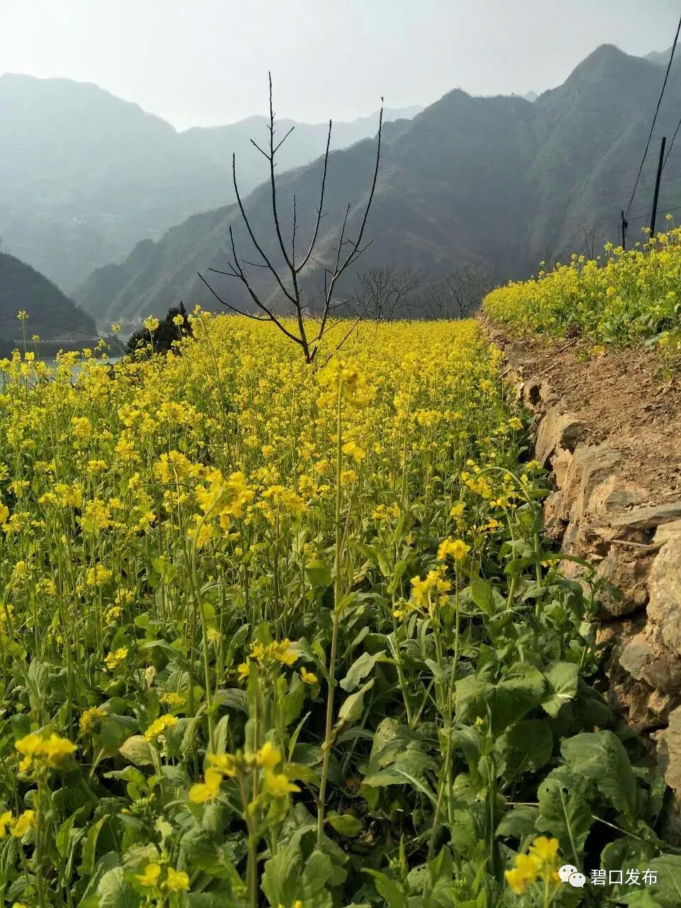 【惊艳】冬天都没过去,陇南碧口的油菜花就开了,画面美翻天