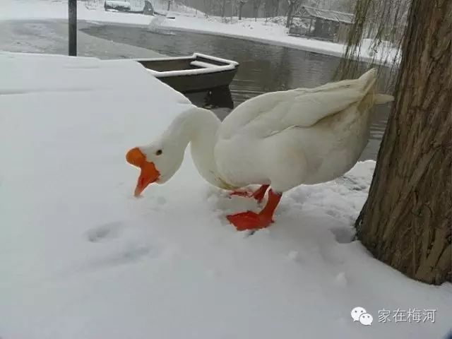 老兄清原下雪了,我先走一步了!~东北大鹅都这么霸气敢动我就和你干!