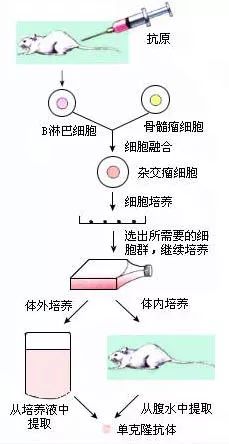 单克隆抗体和它的小伙伴们_搜狐健康_搜狐网