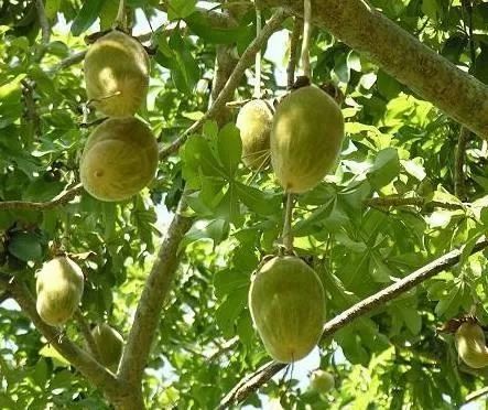 非洲猴面包树的果实长约15至20厘米,钙含量比菠菜高50%以上,含较高的