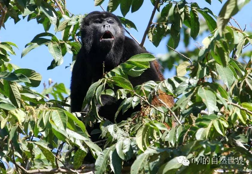 【rlyl物种说】今日--鬃毛吼猴(mantled howler