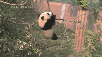 【世界真奇妙】大熊猫:告诉你们我到底有多萌!