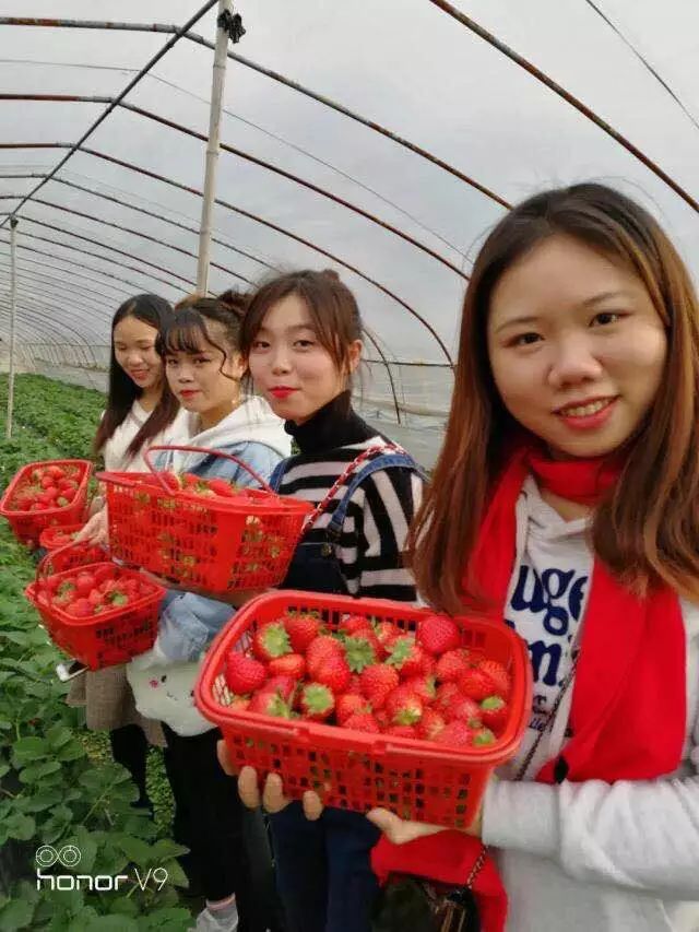 零溪百寿村的草莓熟了,我们一起去摘草莓吧