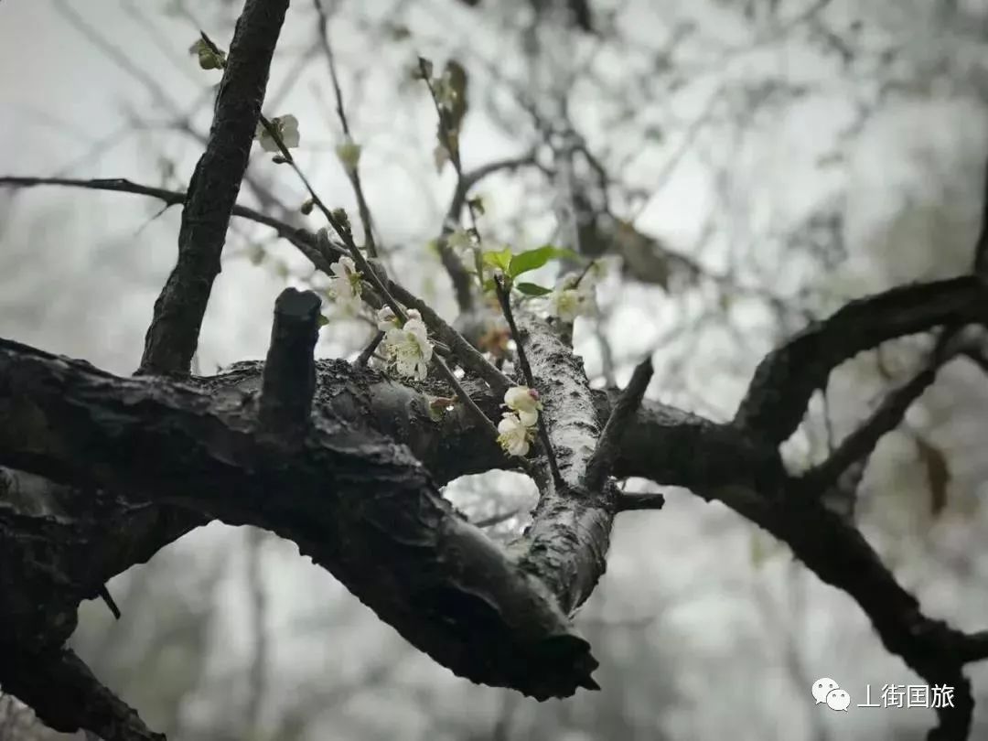 悬钟城人口_诏安悬钟城图片(2)