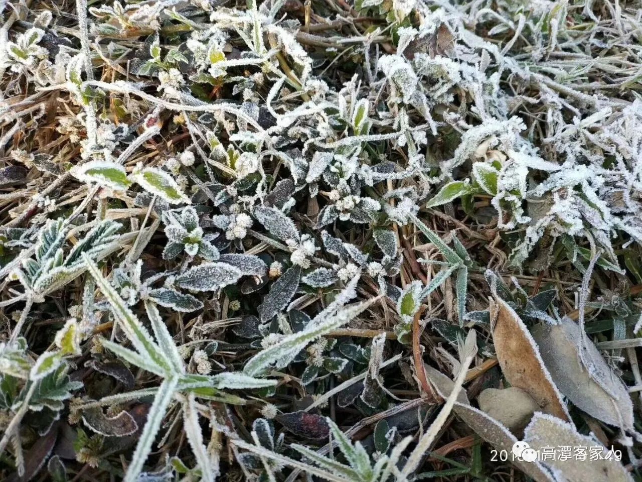 我们村有故事,高潭坳头村,下霜了!太美了!