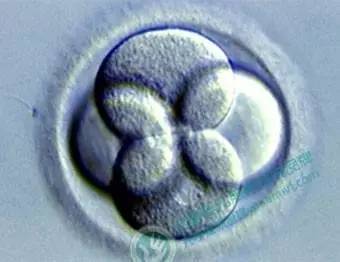 试管婴儿助孕中,胚胎在实验室的发育过程