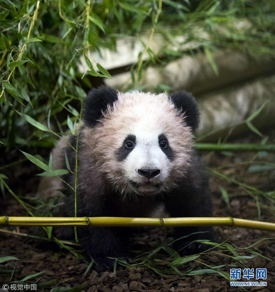 旅法大熊猫宝宝圆梦迎来首次公众参观日