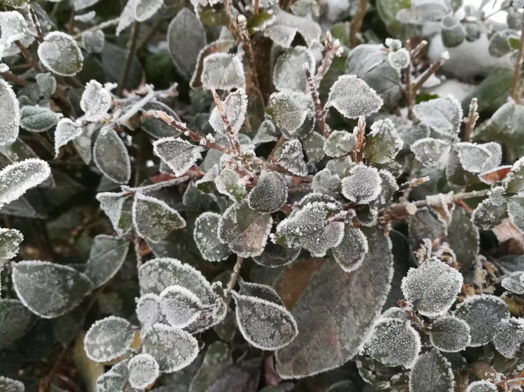 植物的头戴霜花,冰冻的美丽