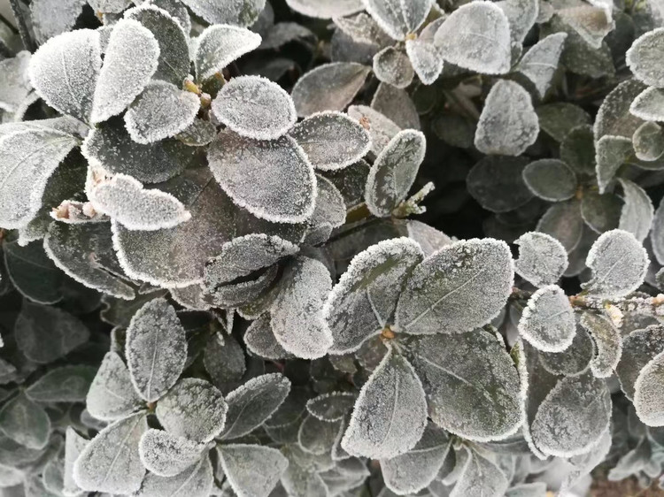 植物的头戴霜花,冰冻的美丽