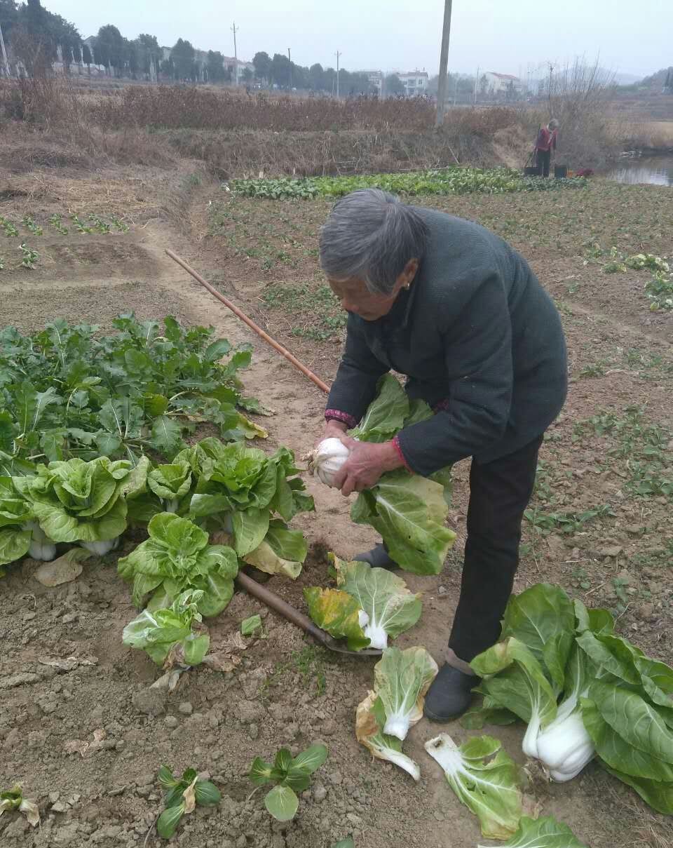 农村老太辛苦种菜却这样处理,旁人说她傻,她却坚持了