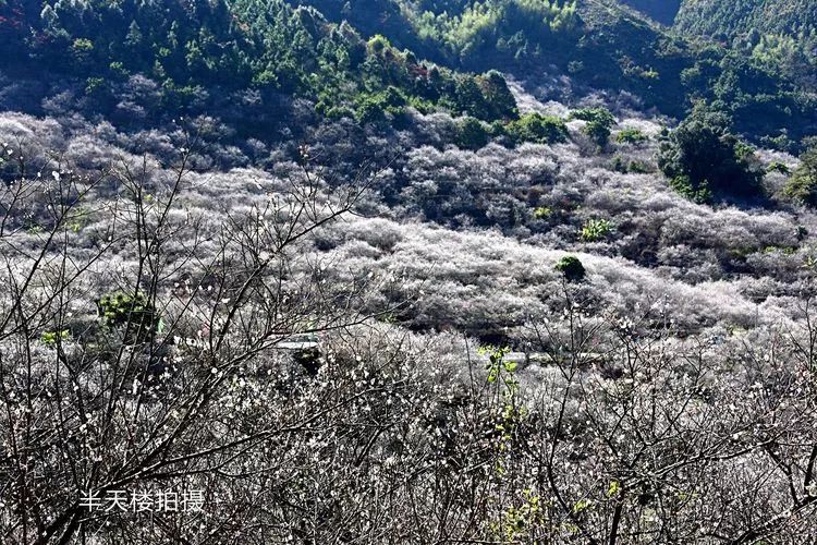 陆河县东坑镇共光万亩梅园举行2018年梅花节系列活动