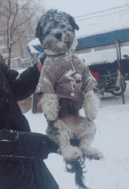 狗狗玩雪冻成狗,主人一手拎起,小狗眼找不到了!