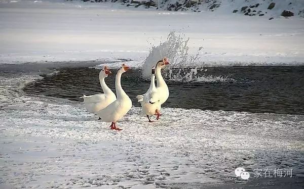 今天清原的雪下的够认真大鹅都哭了