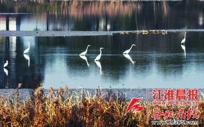 花塘河湿地公园内的白鹭.