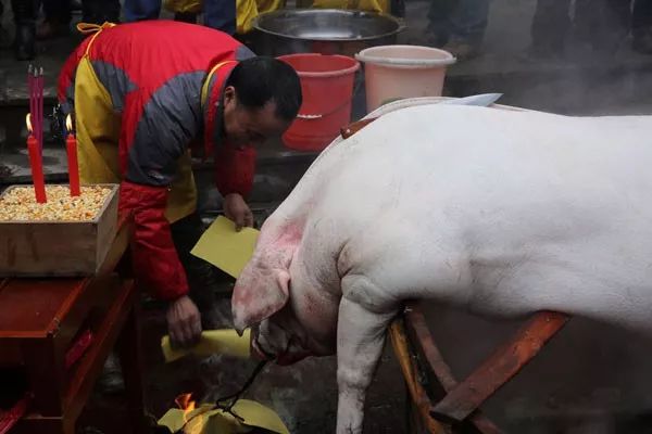 祭祀后割下猪头.