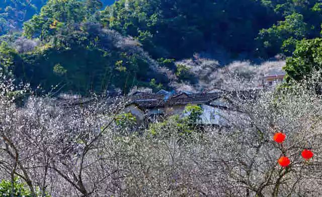 揭西县举办第二届梅花节!