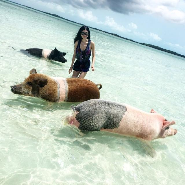 在巴哈马与小猪游泳