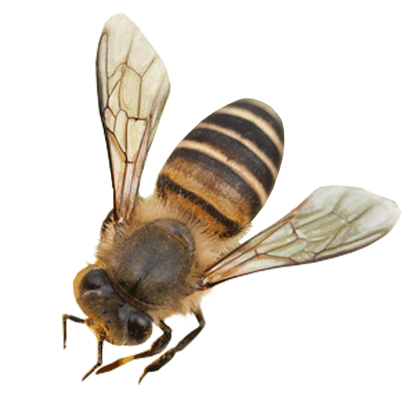 传承蜜蜂精神让五型班组建设开花结果