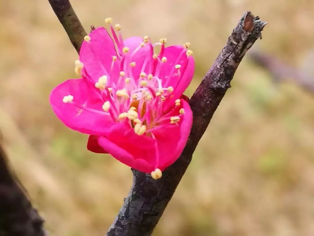 这里的梅花"醉美",金乡邀你来赏梅!