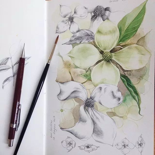 然后一朵素描花卉就画完了~ #花卉色稿#  / 她主要是画彩铅花卉和水彩