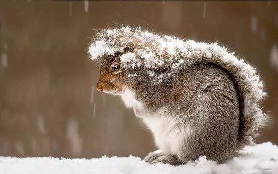 动物过冬的几种方式: 储物:松鼠,兔子 换毛:老虎,狗,松鼠,猫等 迁徙