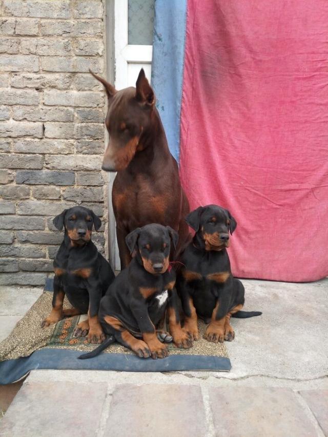 挑选狗狗不繁琐 有没有简洁的挑选杜宾犬的方法