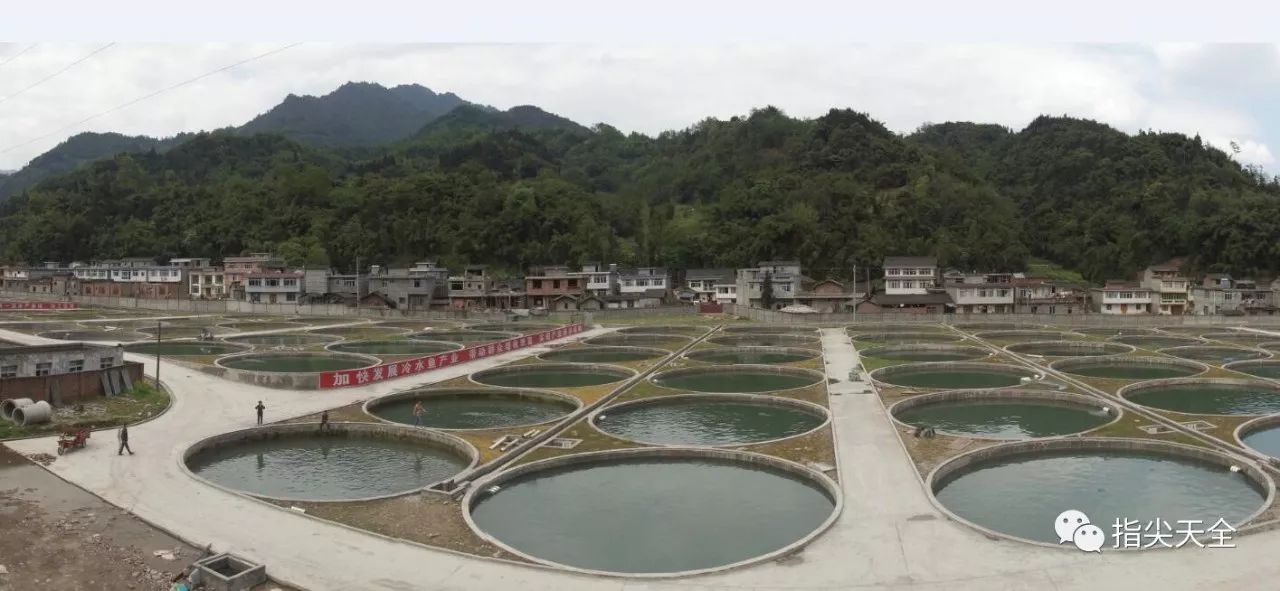 天全县冷水鱼养殖基地 刘祯祥摄