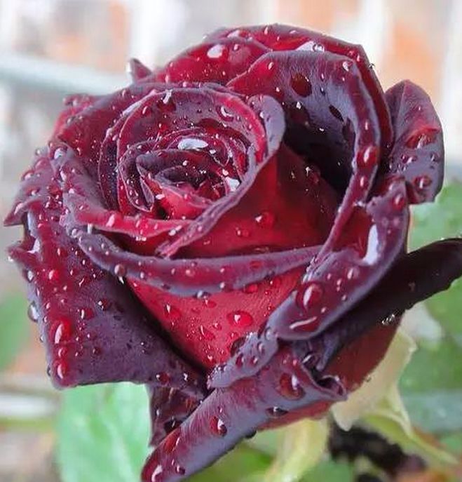 早上好!朋友节 送你111朵玫瑰花,愿你永远开心健康!