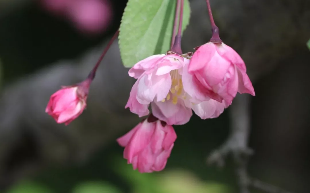 一日一花一诗海棠