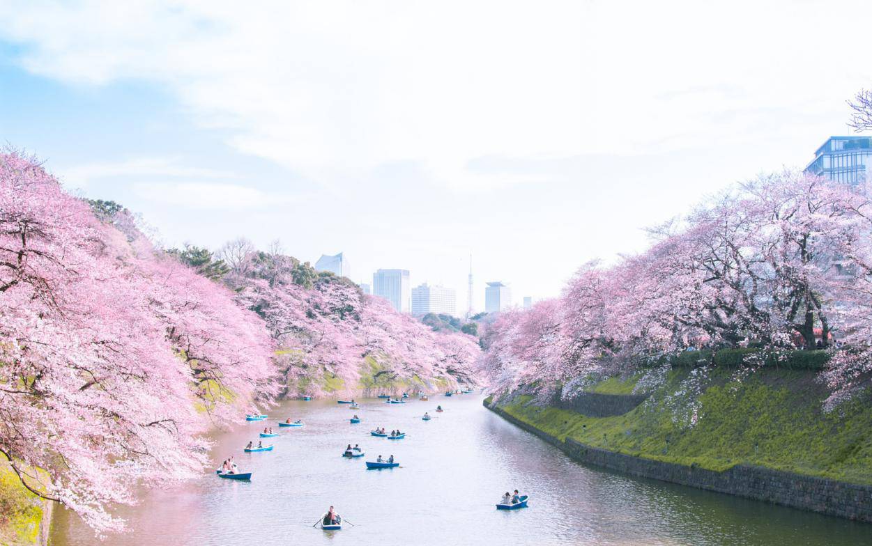 2018樱花盛放最前线，全日本的赏樱圣地都在这里!