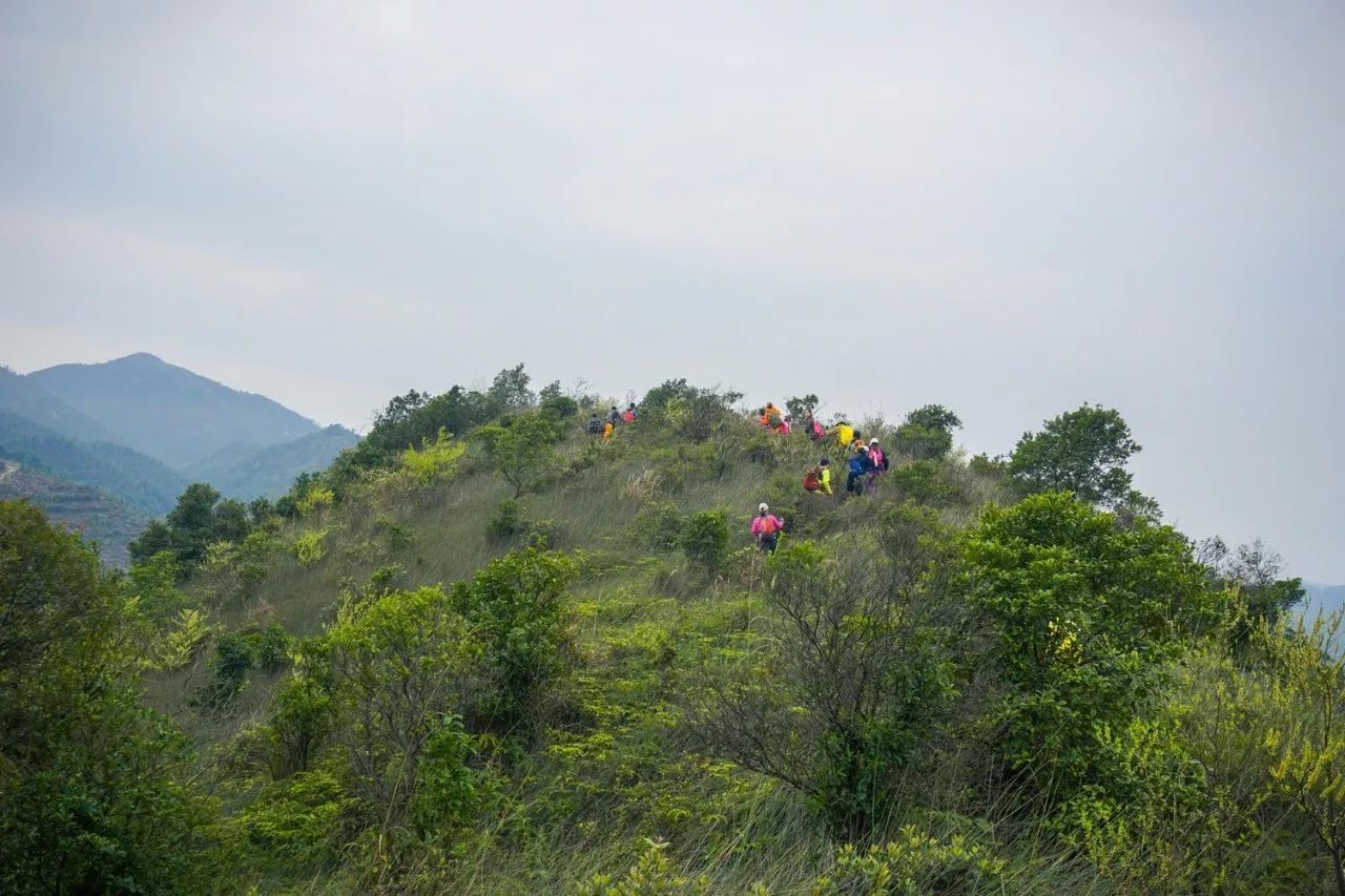 21周日登高明茶山赏美景 品美味茶山