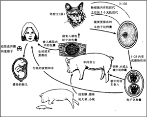 (图:弓形虫的传播途径)