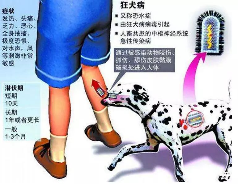 宠物 正文  狂犬病潜伏期长短不一,5天至19年或更长,一般为1-3个月.