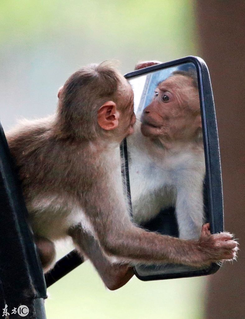 一只臭美的小猴照镜子,还忍不住亲上去